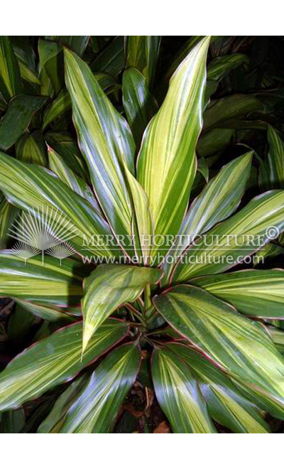 Cordyline fruticosa 'kiwi'